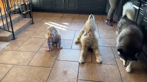 Adorable Baby Girl Convinces Wolves To Howl! They Go Crazy! (Cutest Ever!!)