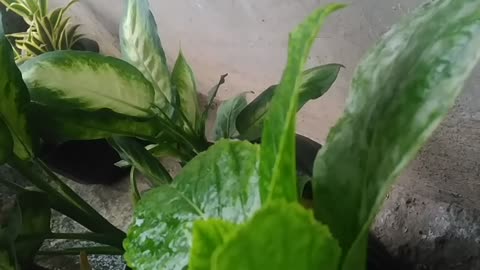 begonia green flowers