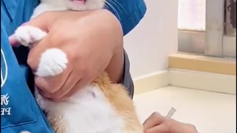 Cat Treatment, injured Cat baby cat#animals