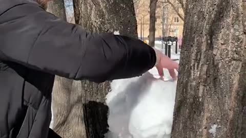 Snow rabbits in winter