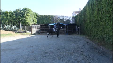 caballo y yegua para pista de hasta 1.10 mts