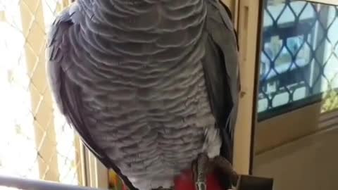 Grey is an intelligent and amazing bird.