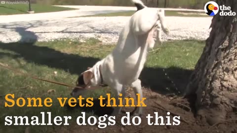 Dogs Do Handstands To Pee | The Dodo