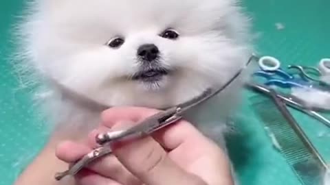 Cute dog hair cutting