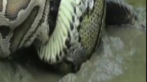 Python eating a crocodile