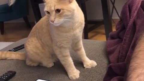 Cat Funny Video | Spicy Waffles choosing Violence