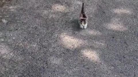 Cat see her owner and running towards him
