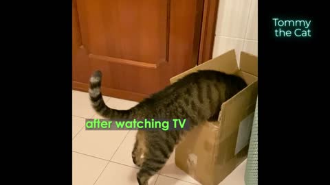 Cat looks inside box, but he instantly regrets it