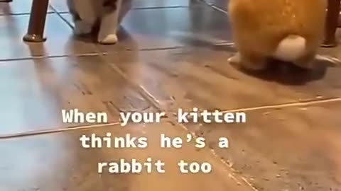 Little Kitten think's that He is also a bunny .