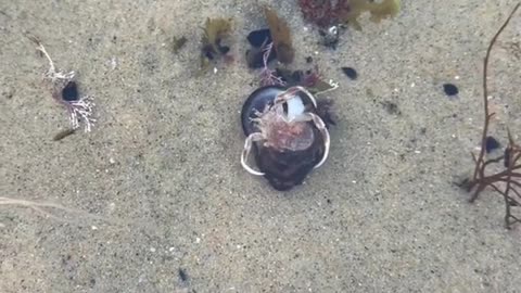 Helping a little hermit crab find his home