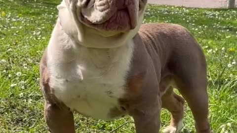 OLD ENGLISH BULLDOG.