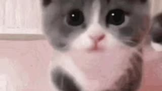 Cute Cat Gif