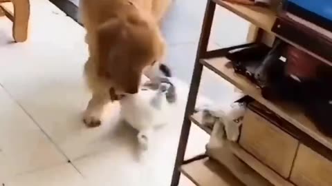 Dogs vs Cats