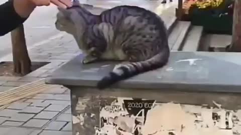 Bullying Cat