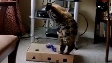 Cat funny videos