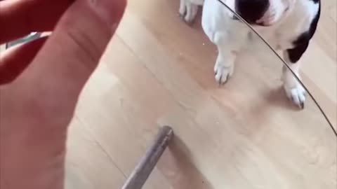 Super funny dog . cant control laugh they make you happy watch till end ofthe video