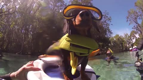 Dachshunds & Manatees - Filmed with GoPro, by Crusoe the Celebrity Dachshund