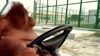 An orangutan drives a car. Hidden camera filming