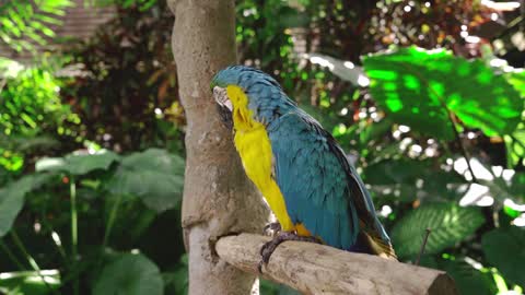 Animals 4k - The Strangest Parrot in the World | Modern Dinosaurs