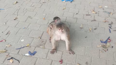 baby monkey playing on mother