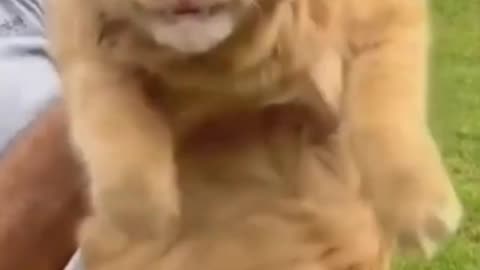 Funny cats reaction 🤣🤣