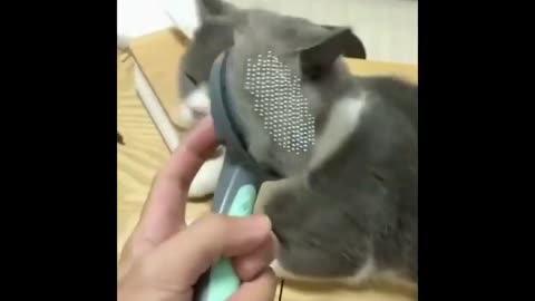 The Self Cleaning Cat Brush :😾😾😾😾