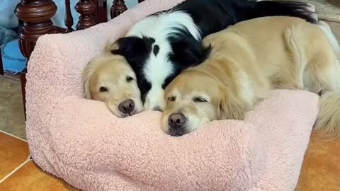 Dogs' nap time