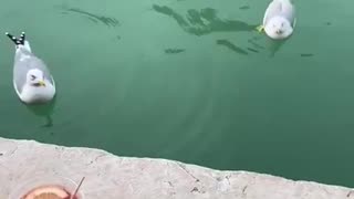 Bird Steals Woman's Snack