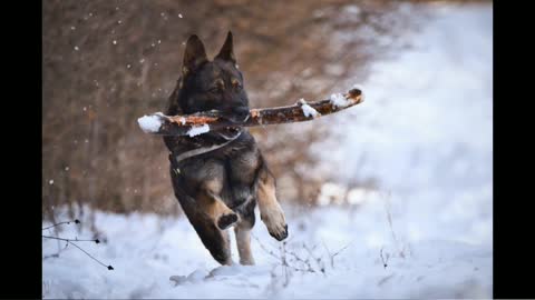 Very smart dog ||जर्मन शेफर्ड|| #shot video