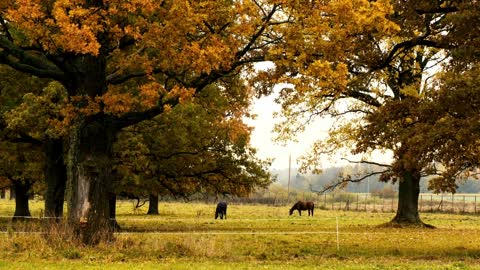 10 MINUTES of BEAUTIFUL FALL HORSES | BEST Relax Music, Meditation, Stress Relief, Calm | TVM