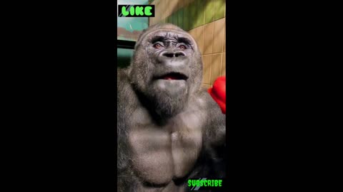 Gorilla 🦍 funny eating 🦍🦍🦍🦍