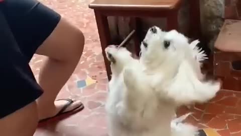 Dogs Dancing
