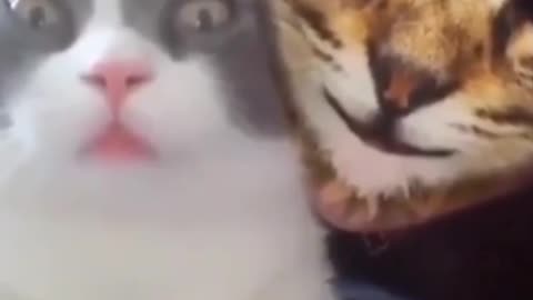 Cat reaction 2