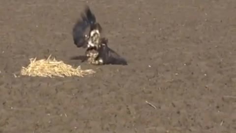 Incredible escape maneuver of the hare to escape from the eagle