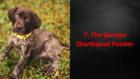 TOP 10 Low Maintenance Dog Breeds!