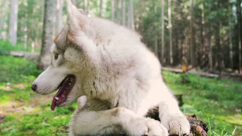 How does a German Shepherd dog rest after eating?