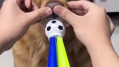 funny dog makes your day better