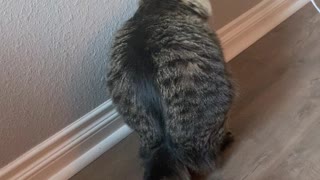 Cat Finds Strange Way to Get Comfortable