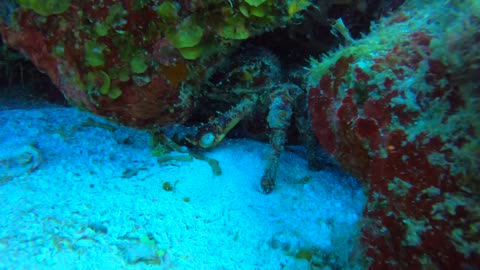 Cozumel SCUBA Diving Paraiso Reef Clinging Crab