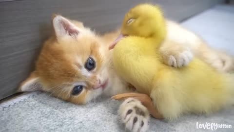 Kitten and little duck || The cutest couple you've ever seen