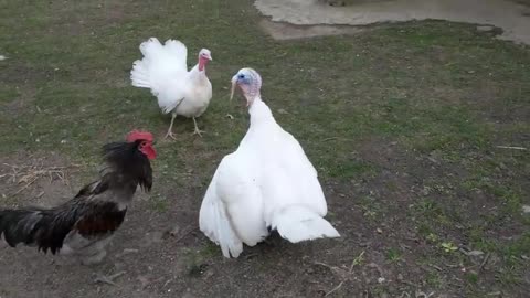 Feathered Frenzy! Rooster vs. White Turkey: Who Rules the Roost?