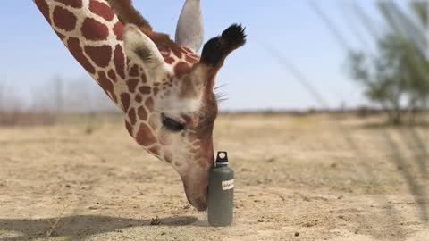 Elephant vs Giraffe Water Fight