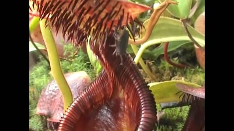 Savage looking plant kills Rolly Polly - Nepenthes ephippiata