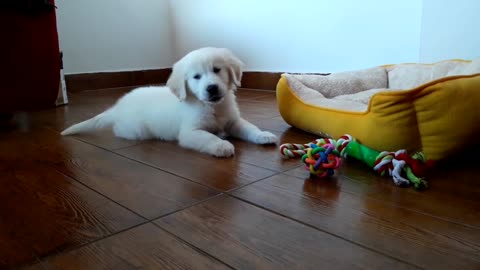 My Golden Retriever Puppy 8 Weeks old Playing with Ball for the First Time!