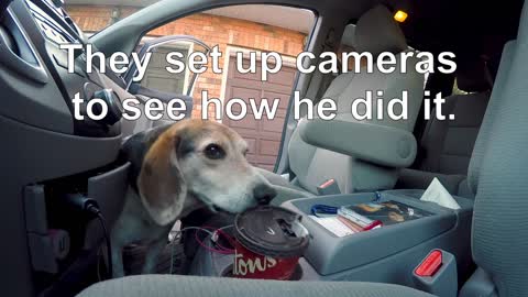 Hidden camera Shows How sneaky beagle ste full Caps off coffee