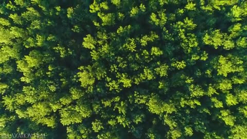 Relaxation film ,Forest decomentry#forest #4kvideo