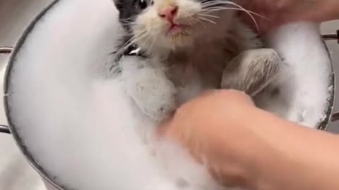 Cute cat taking a shower