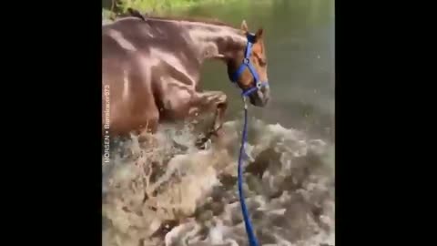 Funny and Cute Horses That Will Change Your Mood For Good