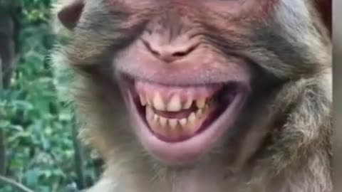 Monkey viral laughing video 😃😃😃