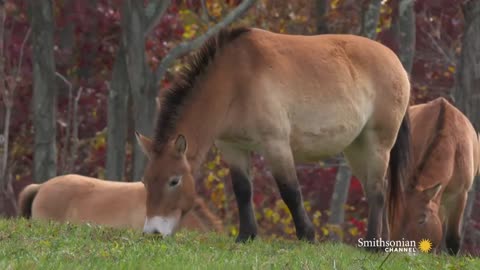 How The Last of the Przewalski Horses Were Saved